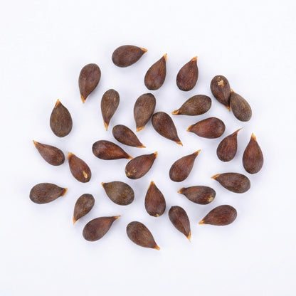 Apple Tree Seeds – Honey Crisp Malus Fruit Tree & Bonsai Seeds