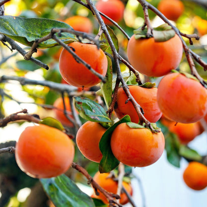 Persimmon Tree Seeds – Sweet Persimmon Fruit Tree Seeds for Home Gardens