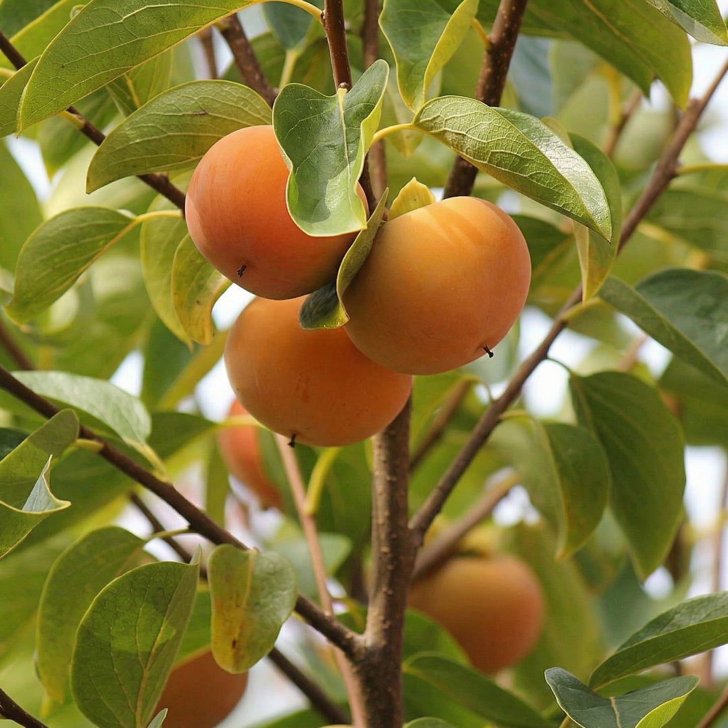 Persimmon Tree Seeds – Sweet Persimmon Fruit Tree Seeds for Home Gardens