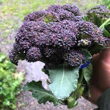 Purple Sprouting Early Broccoli Seeds