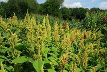Green Amaranth Seeds for Planting