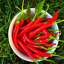 Kashmiri Mirchi Chili Seeds for Planting – Organic Seeds for Planting & Gardening