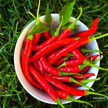 Kashmiri Mirchi Chili Seeds for Planting – Organic Seeds for Planting & Gardening