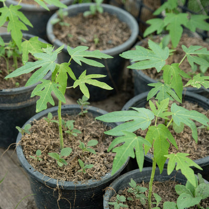 Papaya Seeds – Fast-Growing Tropical Papaya Tree Seeds for Garden & Containers
