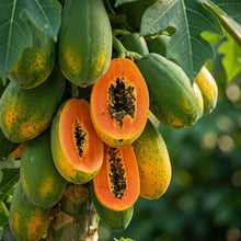 Papaya Seeds – Fast-Growing Tropical Papaya Tree Seeds for Garden & Containers