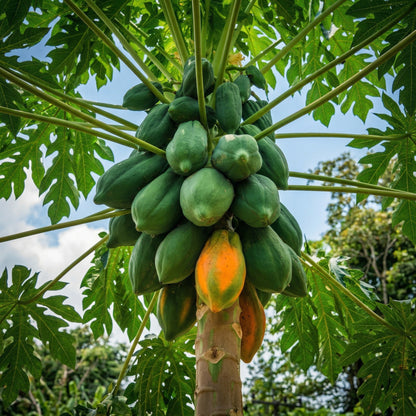 Papaya Seeds – Fast-Growing Tropical Papaya Tree Seeds for Garden & Containers
