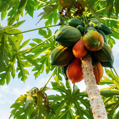 Papaya Seeds – Fast-Growing Tropical Papaya Tree Seeds for Garden & Containers