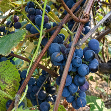 Purple Concord Grape Seeds – Heirloom Concord Grape Vine Seeds for Home Gardens