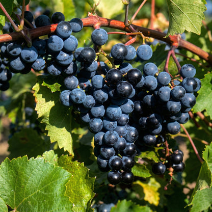 Purple Concord Grape Seeds – Heirloom Concord Grape Vine Seeds for Home Gardens