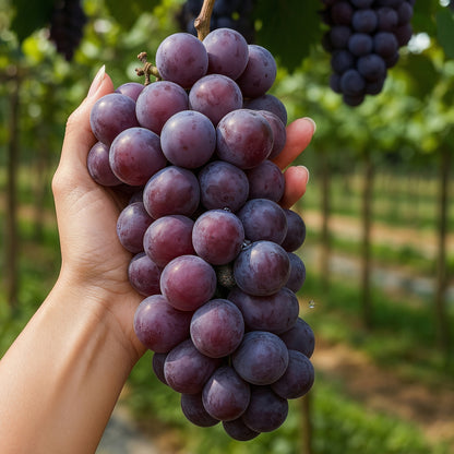 Purple Concord Grape Seeds – Heirloom Concord Grape Vine Seeds for Home Gardens