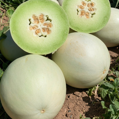 Melon Seeds 5 Variety Mix – Heirloom Vegetable Seeds for Home Gardens