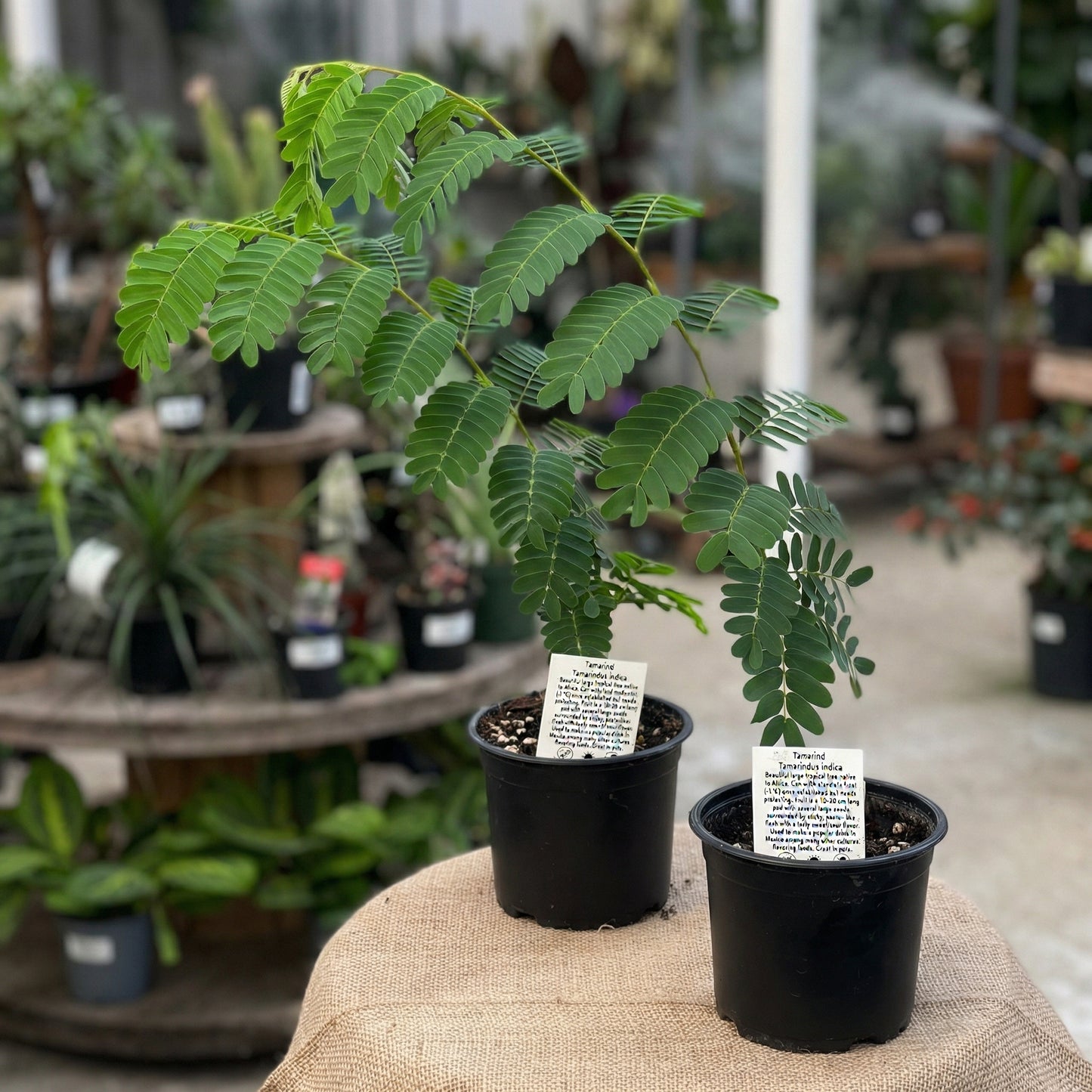 Tamarindus indica Seeds – Exotic Tamarind Fruit Tree Seeds for Home Gardens