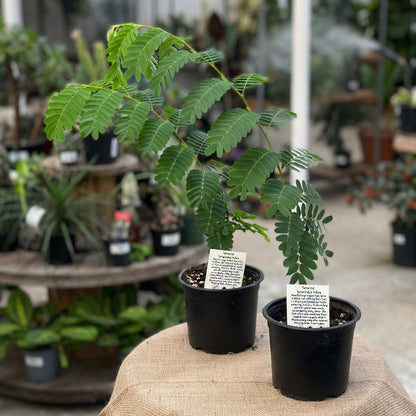 Tamarindus indica Seeds – Exotic Tamarind Fruit Tree Seeds for Home Gardens