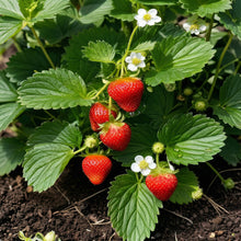 Strawberry Seeds for Planting – Heirloom Extra Large Sweet Strawberry Seeds