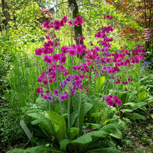 Primula Flaccida Nutans Flower Seeds For Planting
