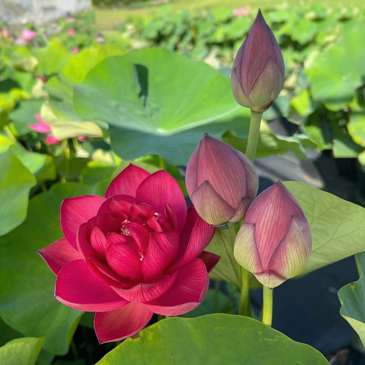 Lotus Seeds for Planting – Pink Red & Green Water Lotus Seeds