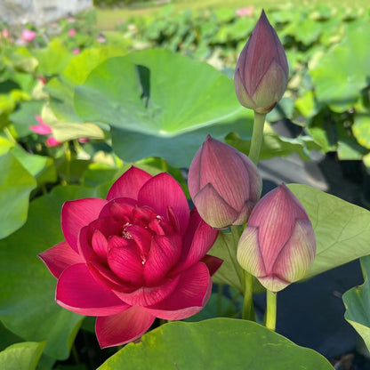 Lotus Seeds for Planting – Pink Red & Green Water Lotus Seeds