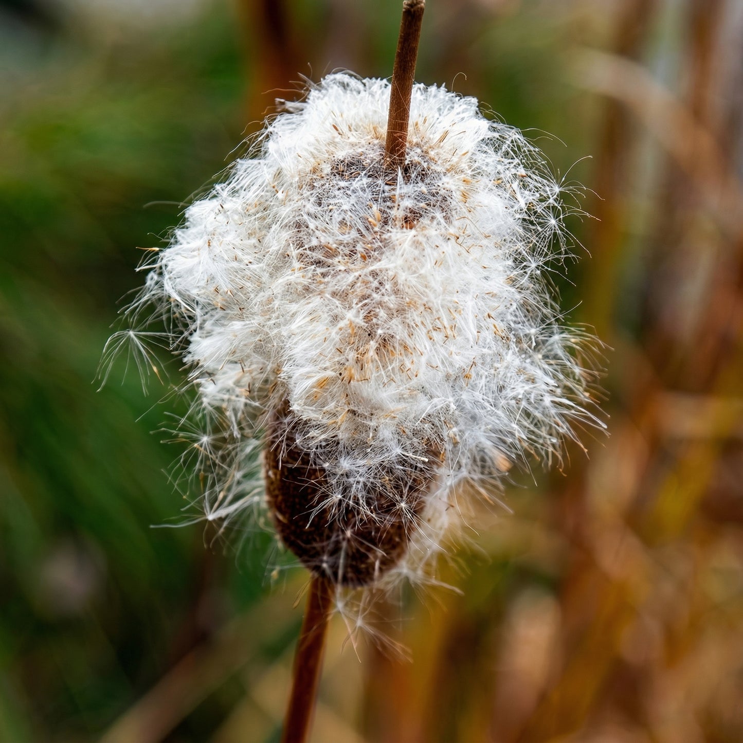 Typha latifolia Cattail Seeds – Common Cattail Aquatic Wetland Plant Seeds