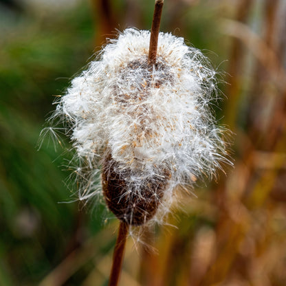 Typha latifolia Cattail Seeds – Common Cattail Aquatic Wetland Plant Seeds