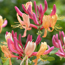 Honeysuckle Vine Seeds Lonicera – Fragrant Climbing Perennial Flower Seeds for Planting