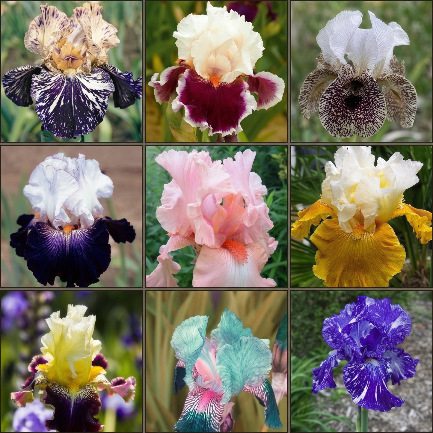 Heirloom Iris Seeds – Multi-Variety Colorful Perennial Flower Seeds