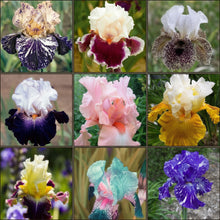 Heirloom Iris Seeds – Multi-Variety Colorful Perennial Flower Seeds