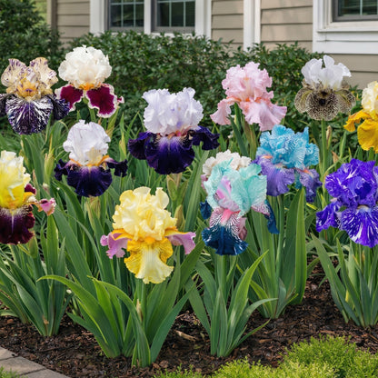 Heirloom Iris Seeds – Multi-Variety Colorful Perennial Flower Seeds