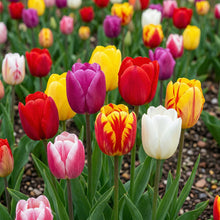 Rainbow Color Tulip Bulbs for Planting – Spring Bloom Garden Bulbs