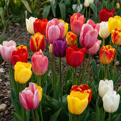 Rainbow Color Tulip Bulbs for Planting – Spring Bloom Garden Bulbs