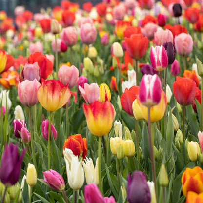 Rainbow Color Tulip Bulbs for Planting – Spring Bloom Garden Bulbs