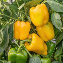 Yellow Sweet Pepper Seeds for Home Gardening