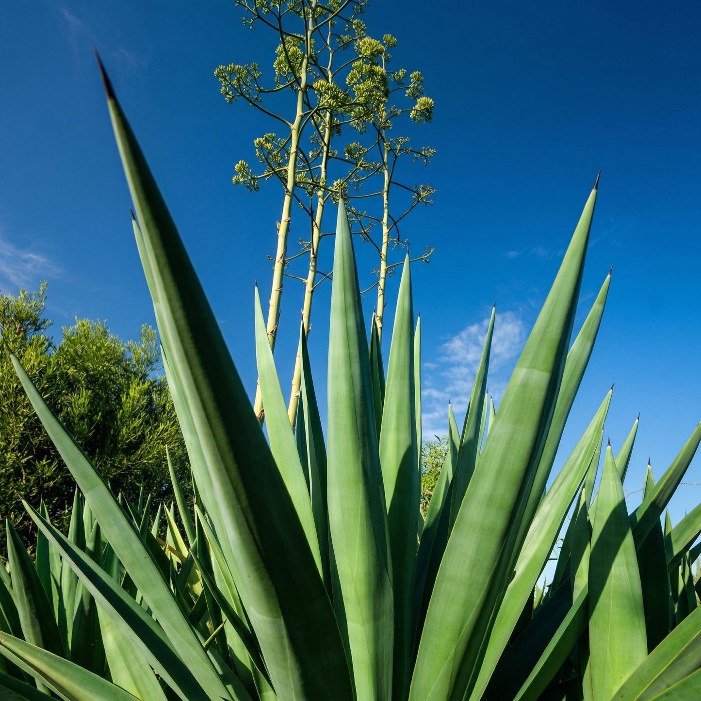 Agave sisalana Seeds – Century Plant Succulent Sisal Garden Seeds