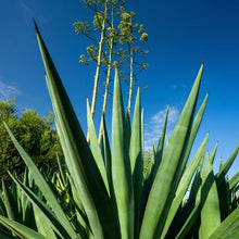 Agave sisalana Seeds – Century Plant Succulent Sisal Garden Seeds