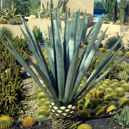 Agave sisalana Seeds – Century Plant Succulent Sisal Garden Seeds