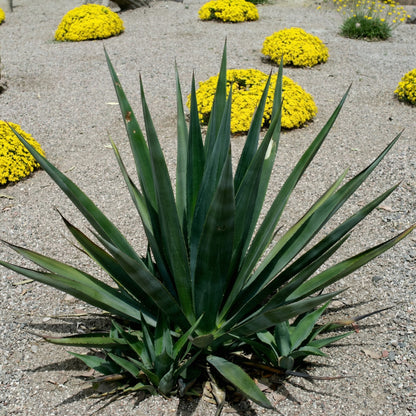 Agave sisalana Seeds – Century Plant Succulent Sisal Garden Seeds
