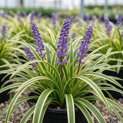 Liriope Variegated Grass Seeds – Ornamental Variegated Border Grass Seeds