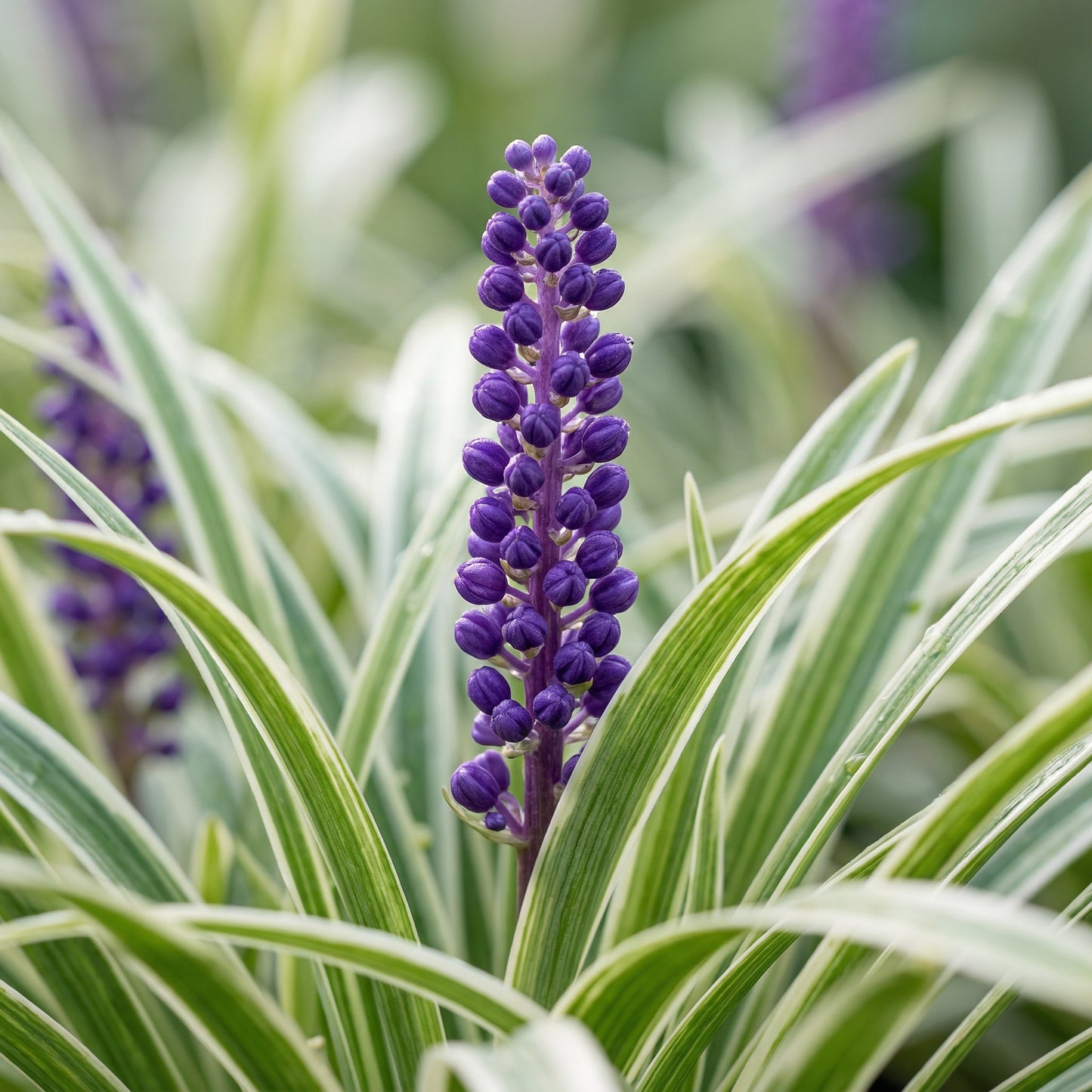 Liriope Variegated Grass Seeds – Ornamental Variegated Border Grass Seeds