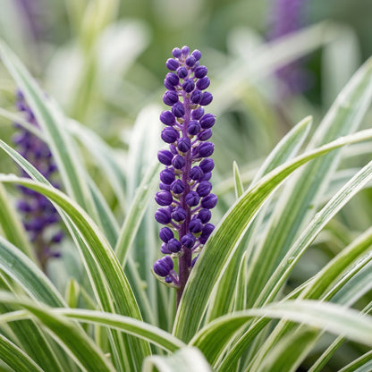 Liriope Variegated Grass Seeds – Ornamental Variegated Border Grass Seeds