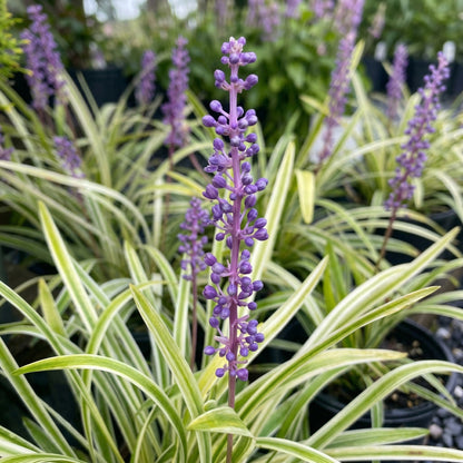 Liriope Variegated Grass Seeds – Ornamental Variegated Border Grass Seeds
