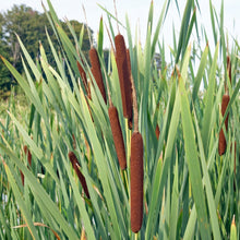 Typha latifolia Cattail Seeds – Common Cattail Aquatic Wetland Plant Seeds