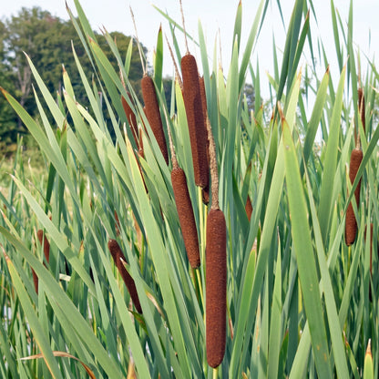 Typha latifolia Cattail Seeds – Common Cattail Aquatic Wetland Plant Seeds