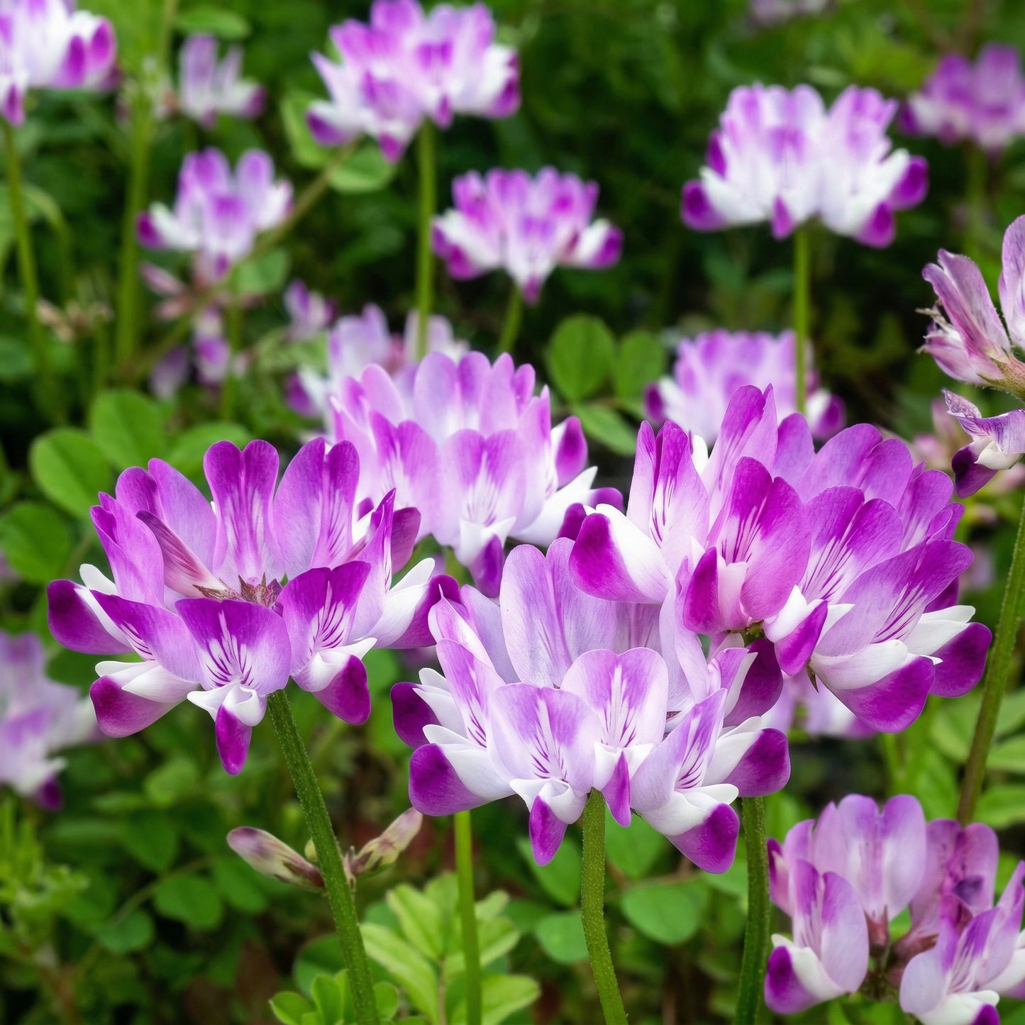 Chinese Milk Vetch Seeds Astragalus sinicus – Cover Crop & Green Manure Flower Seeds