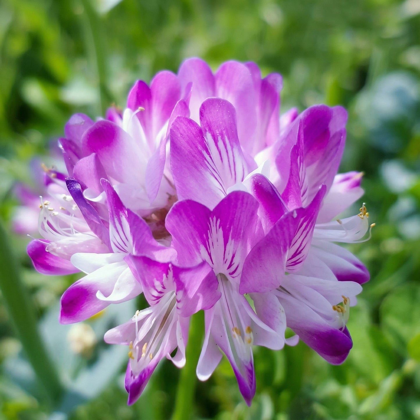 Chinese Milk Vetch Seeds Astragalus sinicus – Cover Crop & Green Manure Flower Seeds