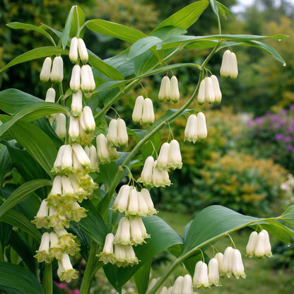White Polygonatum Seeds for Planting – Shade-Loving Perennial Garden Flower Seeds