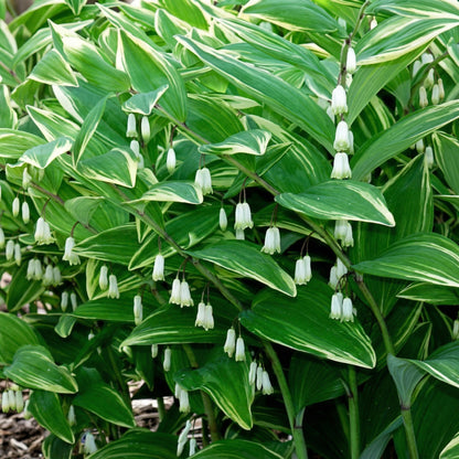 White Polygonatum Seeds for Planting – Shade-Loving Perennial Garden Flower Seeds
