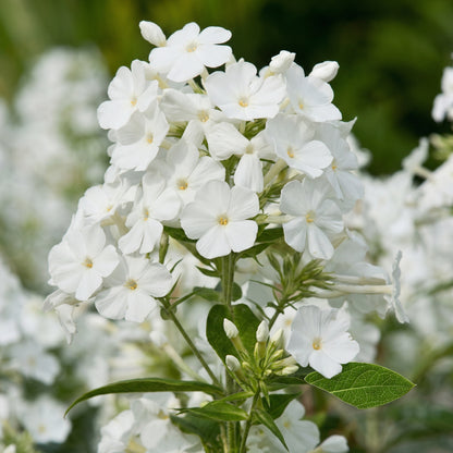 White Polygonatum Seeds for Planting – Shade-Loving Perennial Garden Flower Seeds