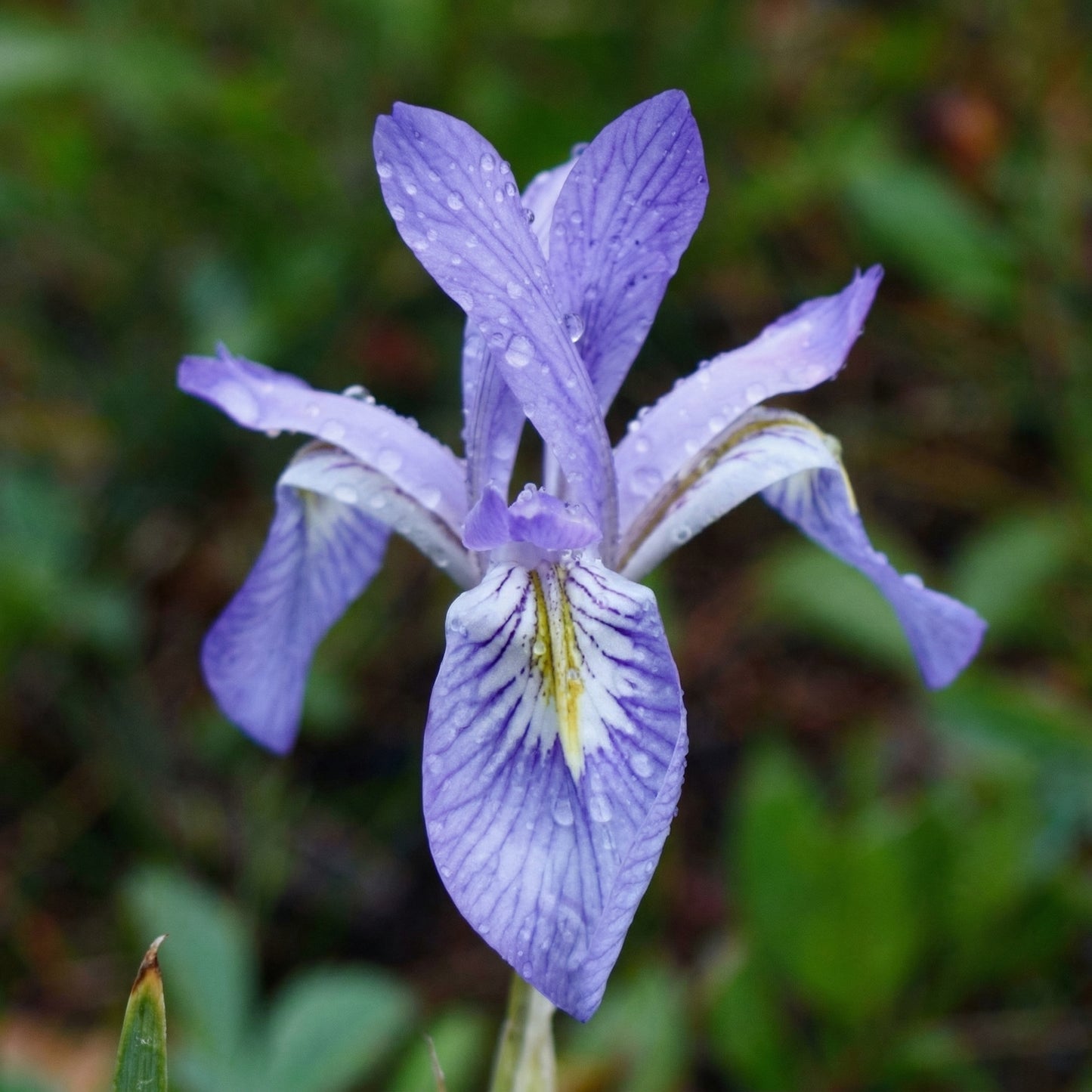 Blue Iris Seeds for Planting – Heirloom Perennial Butterfly Garden Flower Seeds