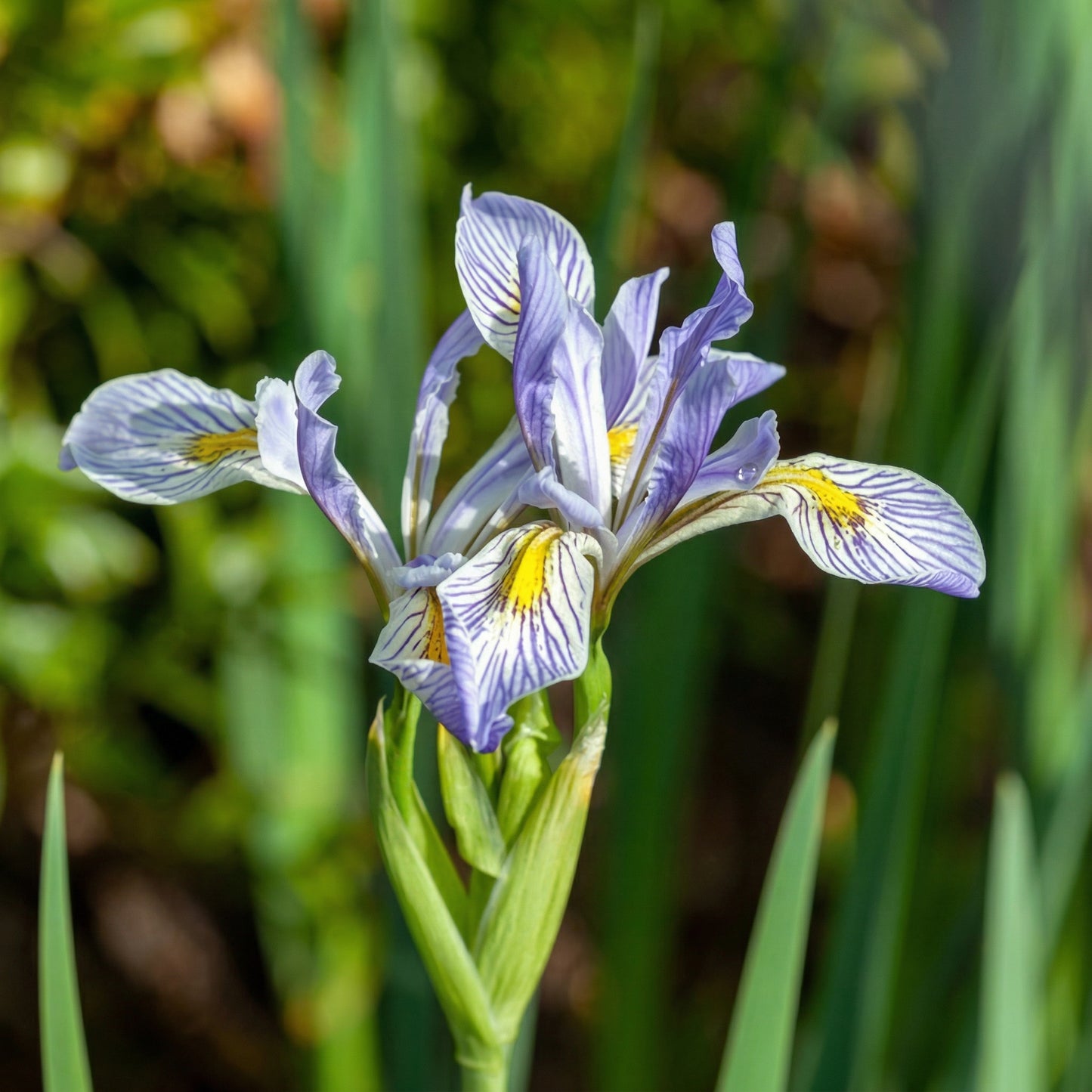 Blue Iris Seeds for Planting – Heirloom Perennial Butterfly Garden Flower Seeds