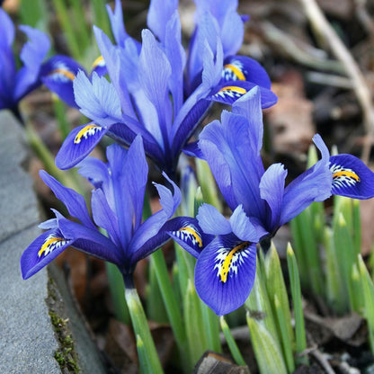 Blue Iris Seeds for Planting – Heirloom Perennial Butterfly Garden Flower Seeds