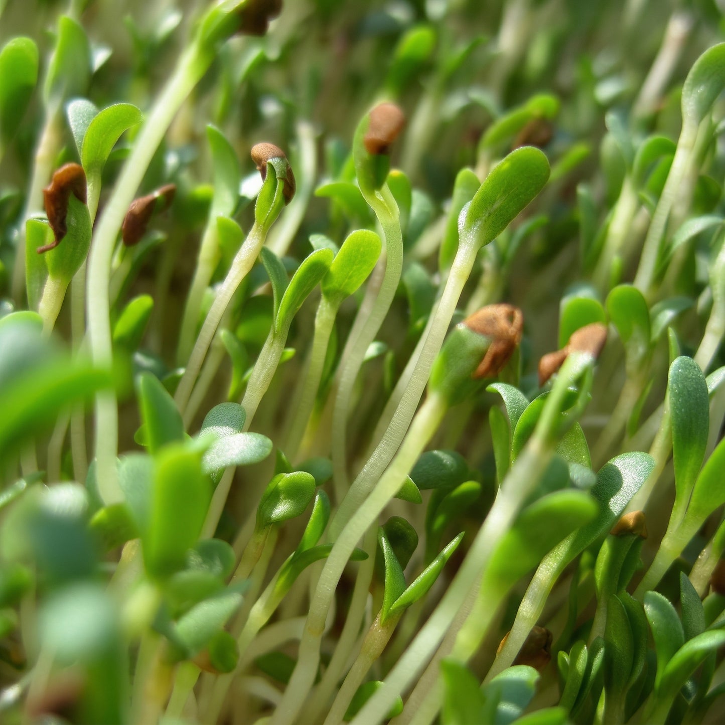 Alfalfa Seeds – Heirloom Sprouting Seeds for Fresh Homegrown Sprouts